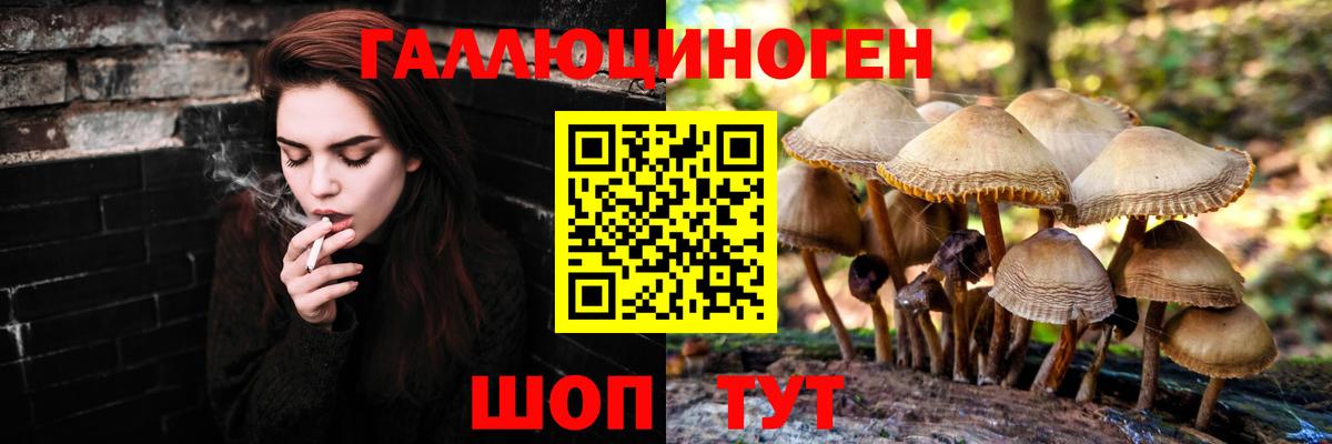 Псилоцибиновые грибы Psilocybe  Вход с VPN  Псков 